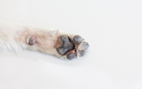 Dry Dog Paws Aloe Vera Gel as a Natural Remedy Seven Minerals