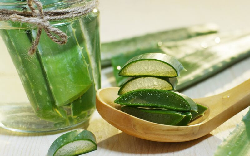 Aloe Vera for Insect Bites